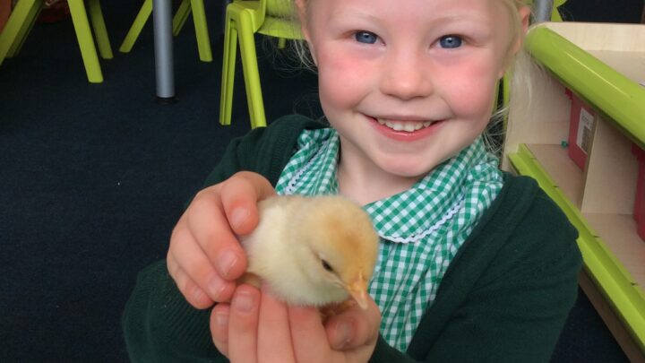 Featured image for Chicks arrived in Reception