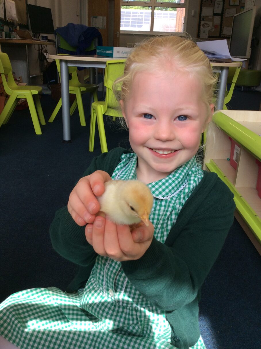Header image for Chicks arrived in Reception